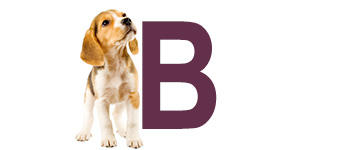 Prénoms de chien finissant par B | IdPrenom animals
