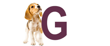 Prénoms de chien finissant par G | IdPrenom animals