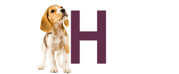 Prénoms de chien finissant par H | IdPrenom animals