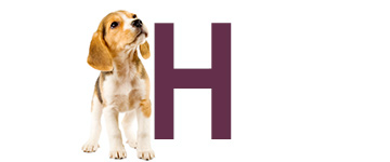 Noms de chien avec H Noms de chien avec H - Noms de chien commencent par H