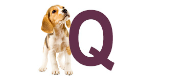 Prénoms de chien finissant par Q | IdPrenom animals