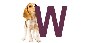 Noms de chien avec W - Noms de chien commencent par W