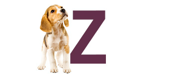 Prénoms de chien finissant par Z | IdPrenom animals
