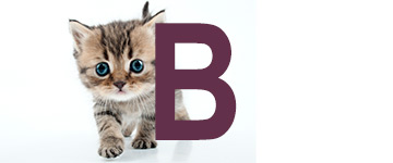 Prénoms de chat finissant par B | IdPrenom animals