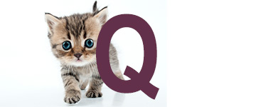 Prénoms de chat finissant par Q | IdPrenom animals