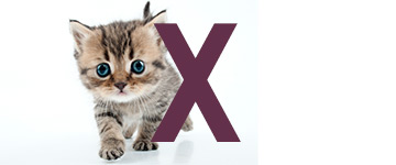 Noms de chat avec X | IdPrenom animals